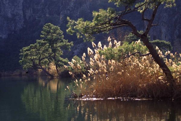 Turkey, Dalyan Pines, grasses and waterfowl